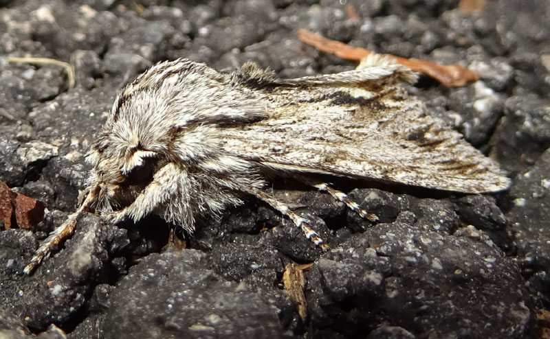 Asteroscopus sphinx - Noctuidae